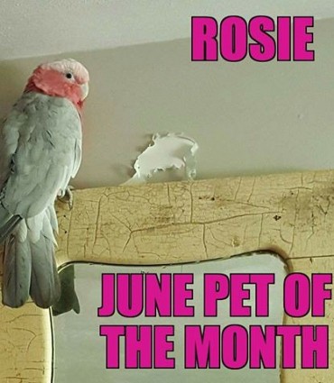 Creature Comforts Pet Store In Binghamton Ny