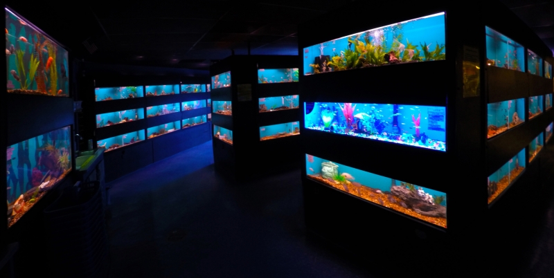 Store Tour Creature Comforts Pet Store