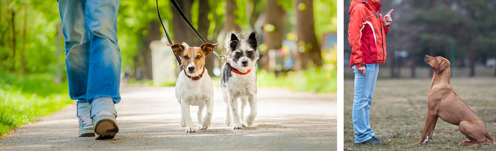 Pet Training Tools Creature Comforts Pet Store